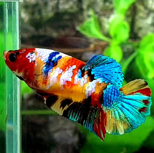 Multicolor Yellowbase Galaxy HMPK Female For Sorority / Breed