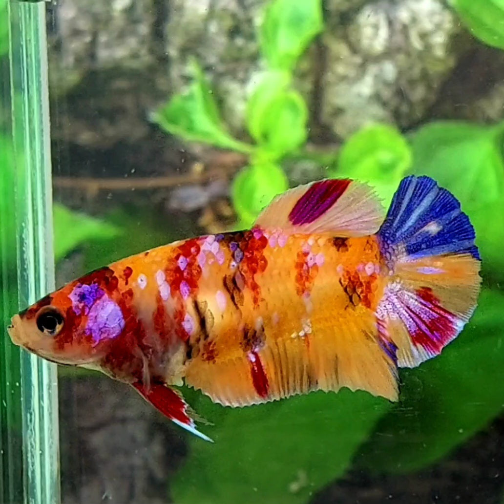 Multicolor Orange Galaxy HMPK Female For Sorority / Breed