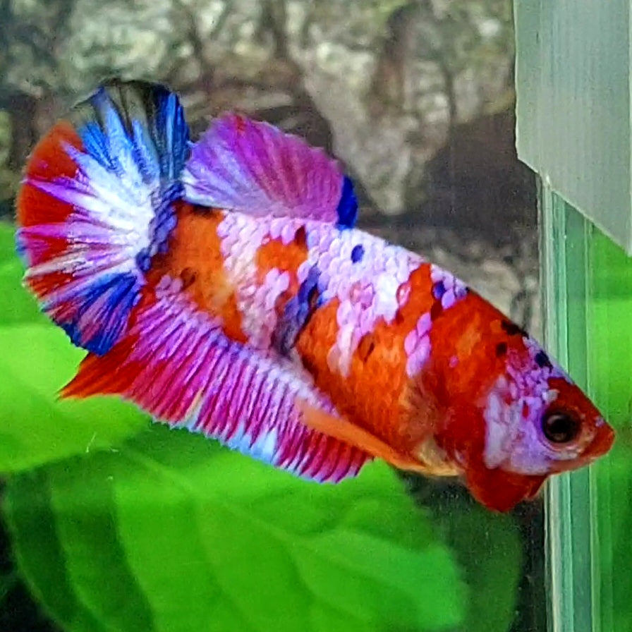 Multicolor Red Purple Pink Galaxy HMPK Female For Sorority / Breed