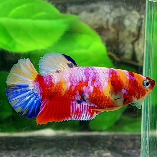 Multicolor Pink Galaxy HMPK Female For Sorority / Breed