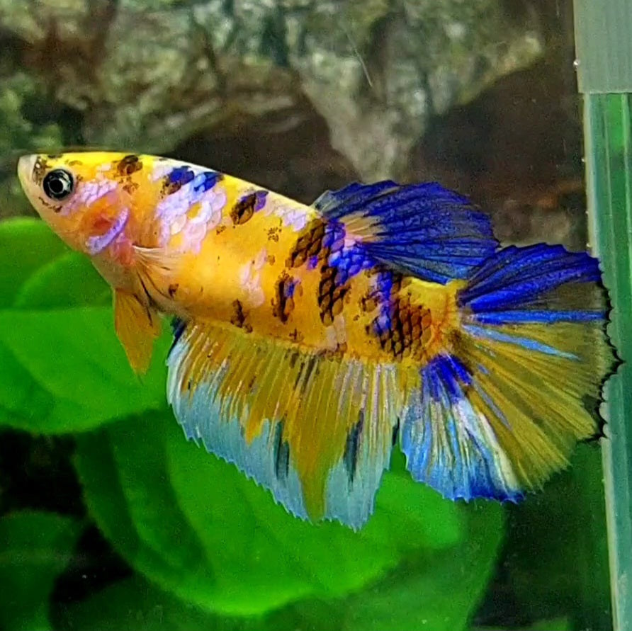 Yellow Galaxy Blue Tiger Koi Halfmoon Female For Sorority Tank/Breed