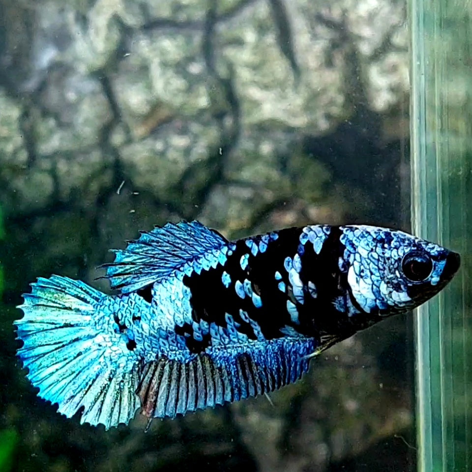 Steel Blue Avatar Gordon HMPK Female For Sorority / Breed