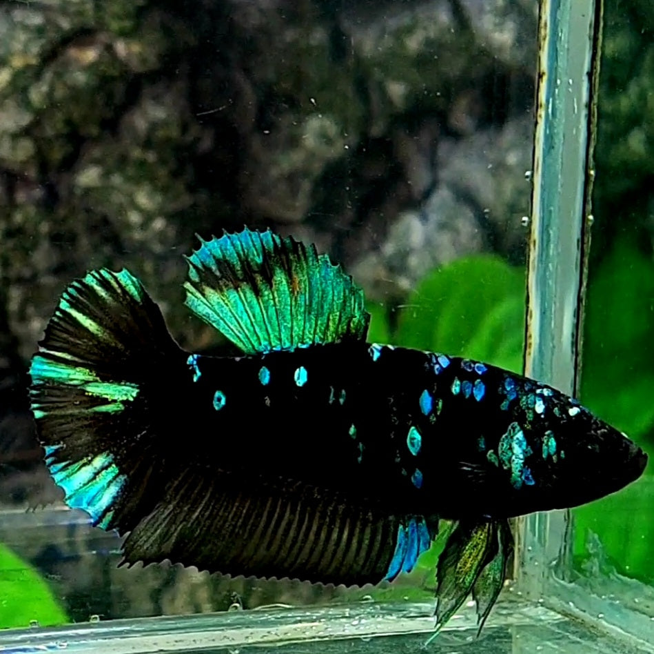 Green Black Star HMPK Female For Sorority / Breed