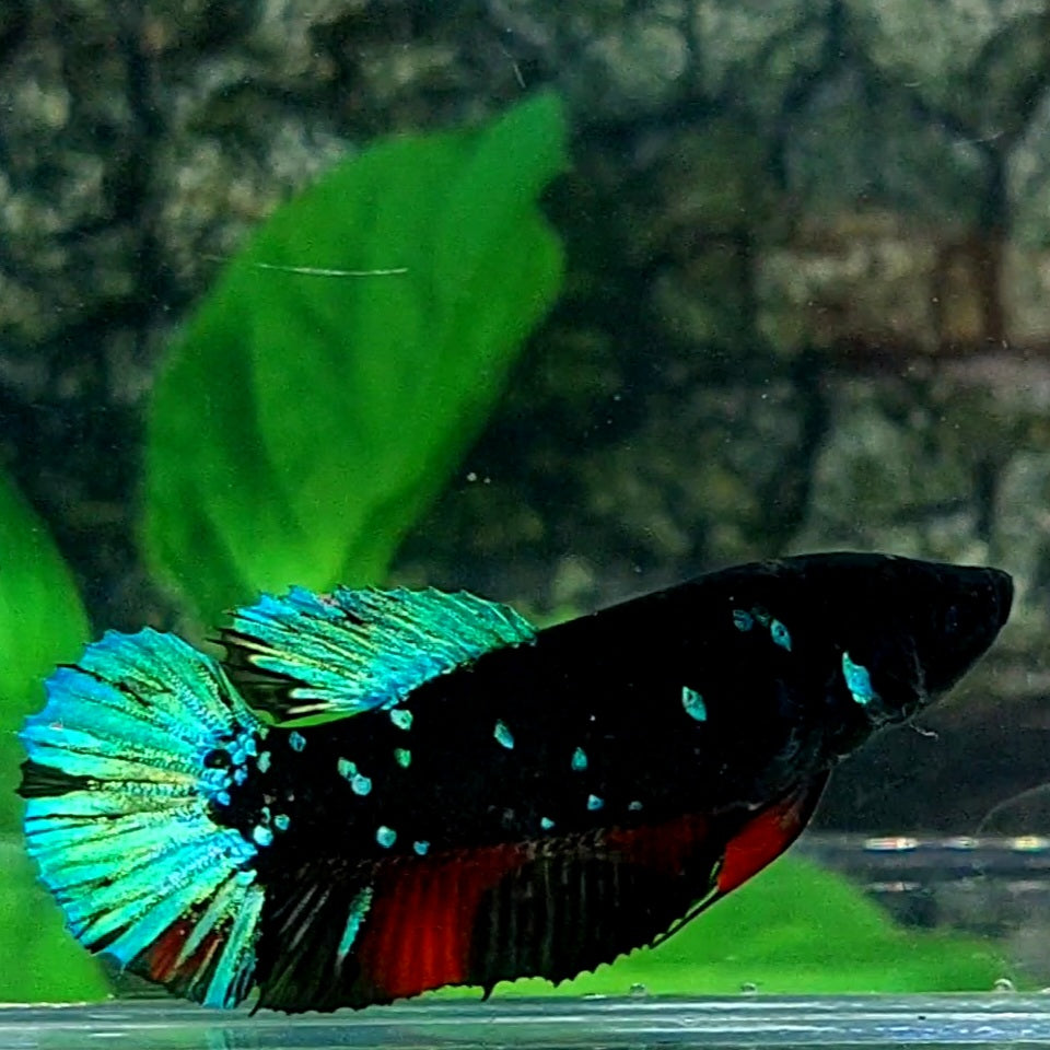 Black Star Green Red Galaxy HMPK Female For Sorority / Breed