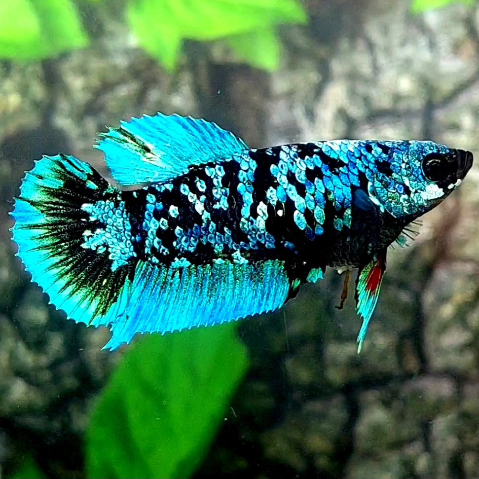 Avatar HMPK Female For Sorority / Breed