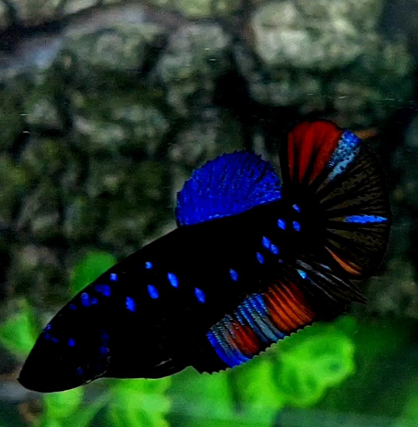 Black Star Blue Red Galaxy HMPK Female For Sorority / Breed