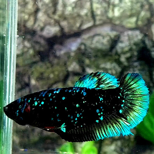 Nebula Black Star Green HMPK Female For Sorority / Breed