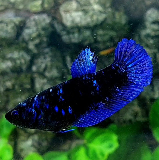 Blue Black Star Galaxy HMPK Female For Sorority / Breed