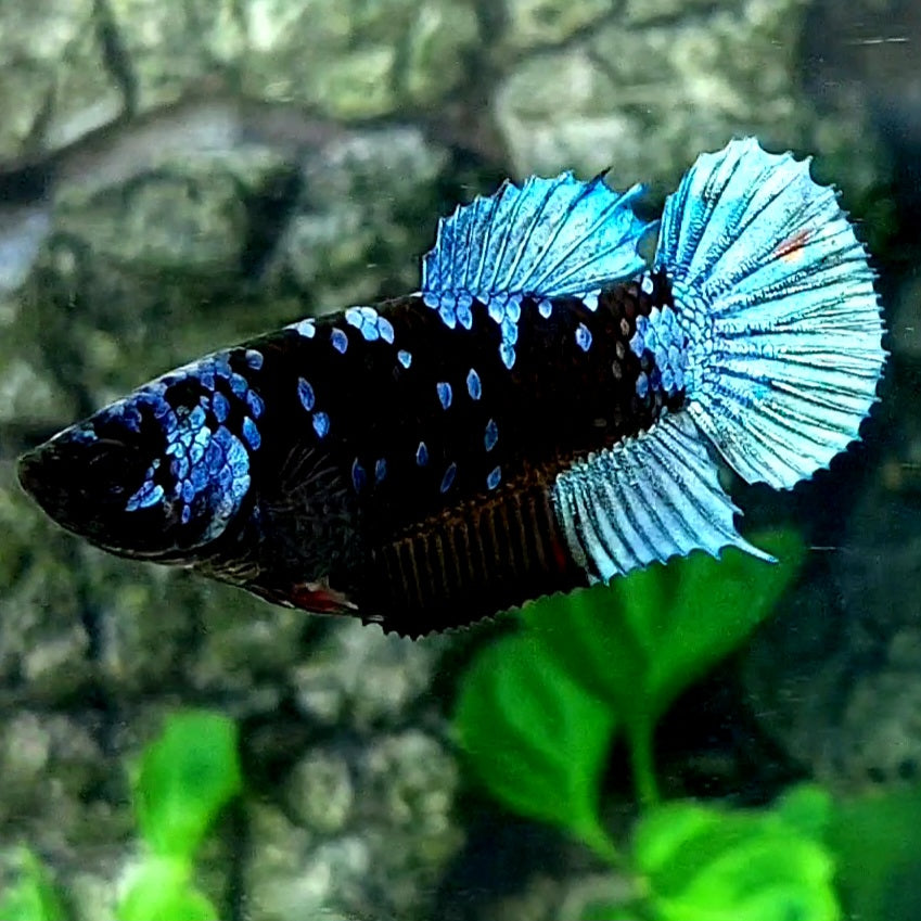 Steel Blue Avatar Gordon HMPK Female For Sorority / Breed