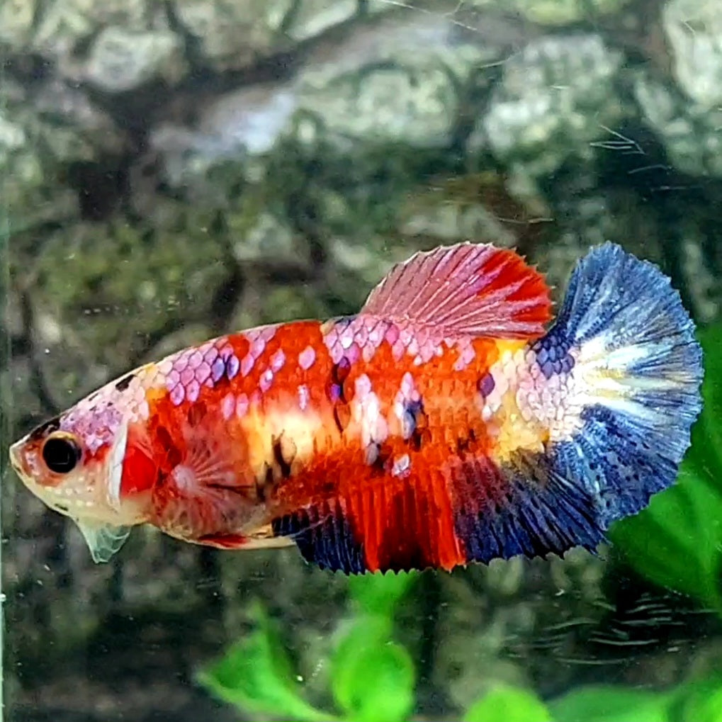 Multicolor Galaxy HMPK Female For Sorority / Breed