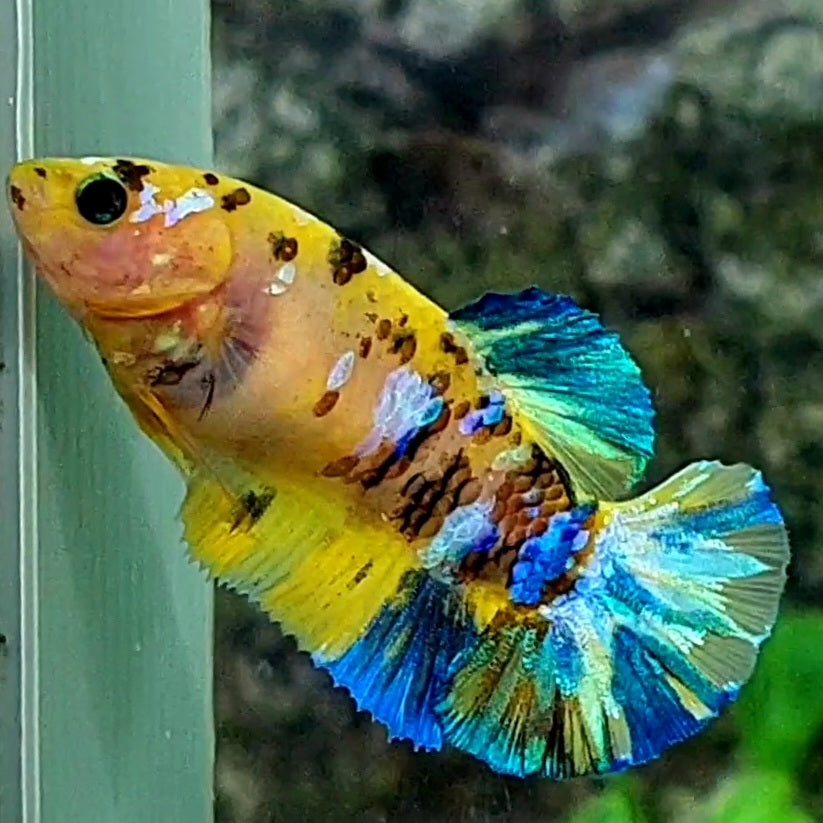 Blue Yellow Galaxy Tiger HMPK Female For Sorority / Breed