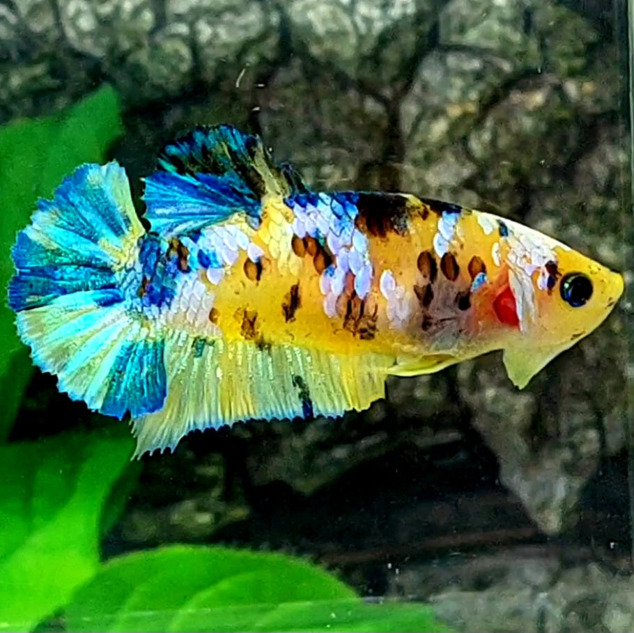 Blue Yellow Galaxy Tiger HMPK Female For Sorority / Breed