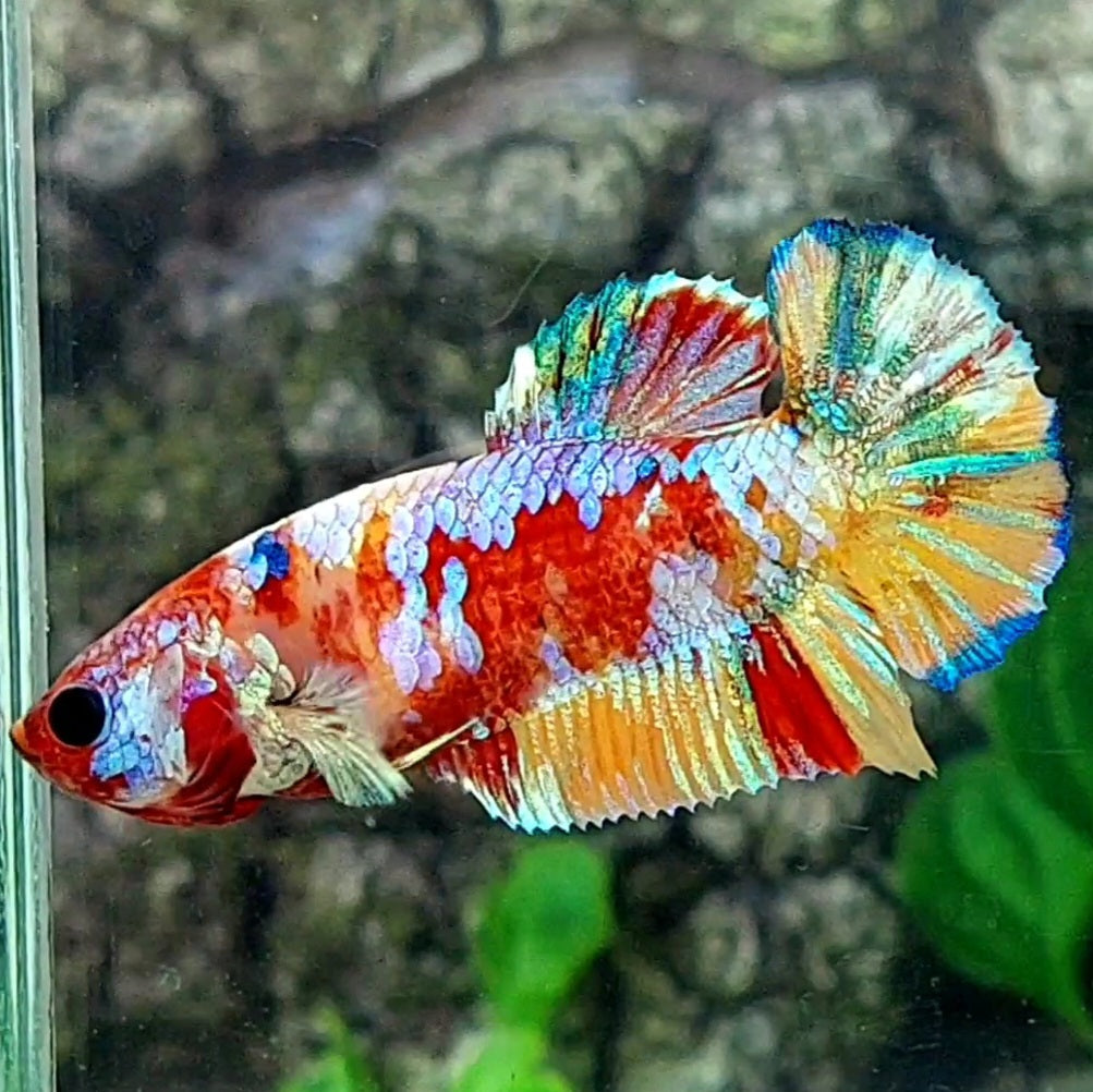 Multicolor Galaxy HMPK Female For Sorority / Breed