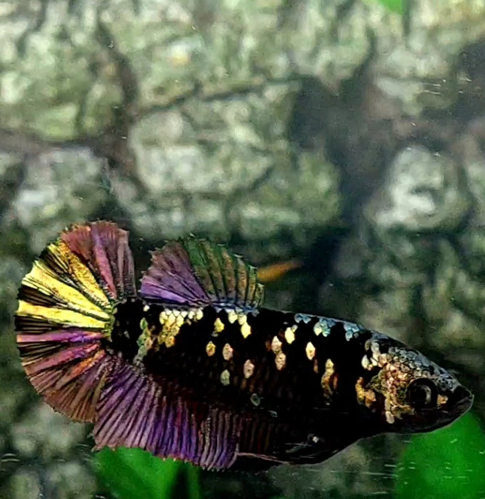 Black Star Copper Purple Gold HMPK Female For Sorority Tank/Breed