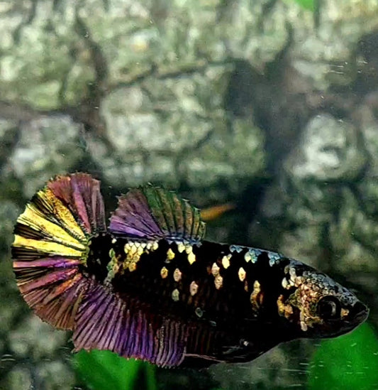 Black Star Copper Purple Gold HMPK Female For Sorority Tank/Breed