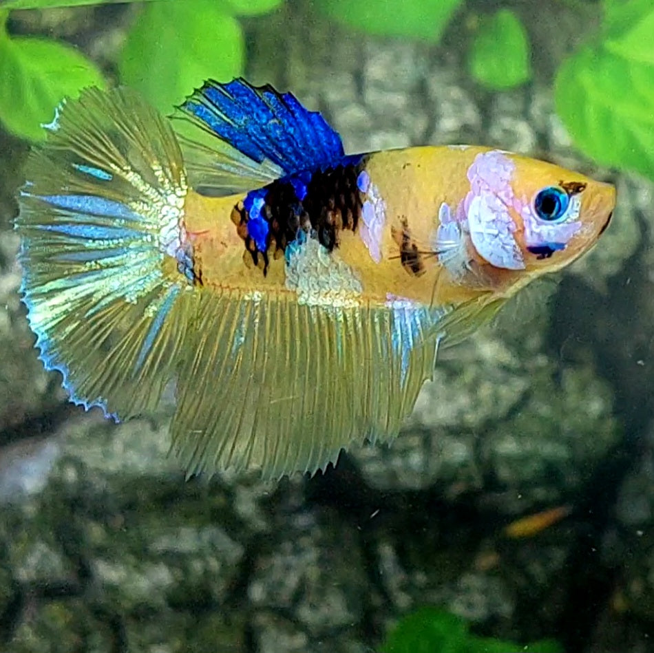 Yellow Galaxy Blue Tiger Koi Halfmoon Female For Sorority Tank/Breed