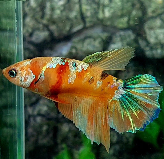 Multicolor Galaxy Halfmoon Female For Sorority Tank/Breed