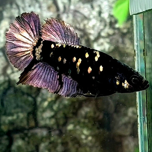 Black Star Copper Purple Gold HMPK Female For Sorority Tank/Breed