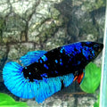 Avatar HMPK Female For Sorority / Breed