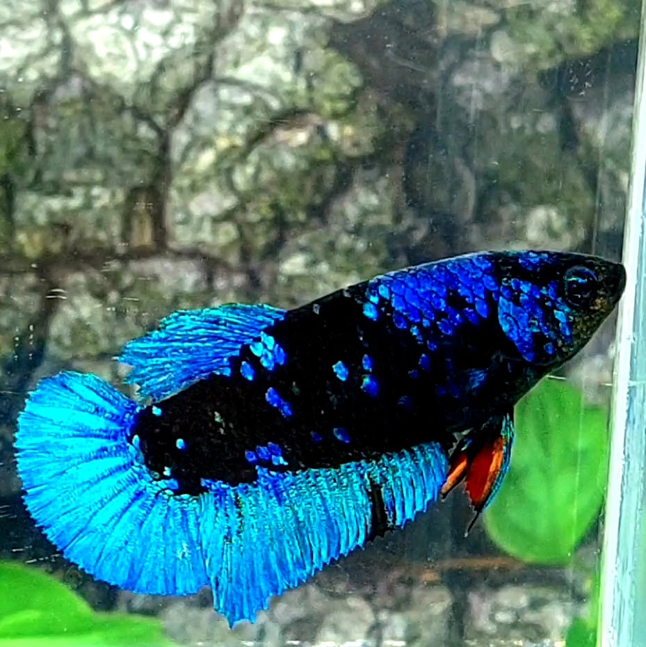 Avatar HMPK Female For Sorority / Breed