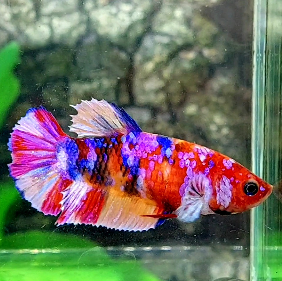 Multicolor Galaxy HMPK Female For Sorority / Breed