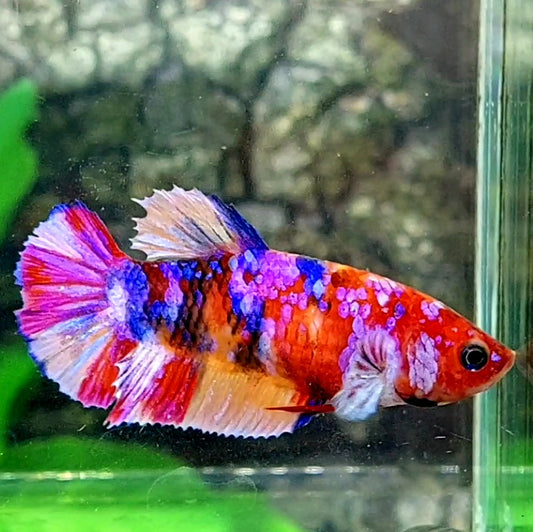 Multicolor Galaxy HMPK Female For Sorority / Breed