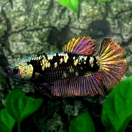 Black Star Copper Purple Gold HMPK Female For Sorority Tank/Breed