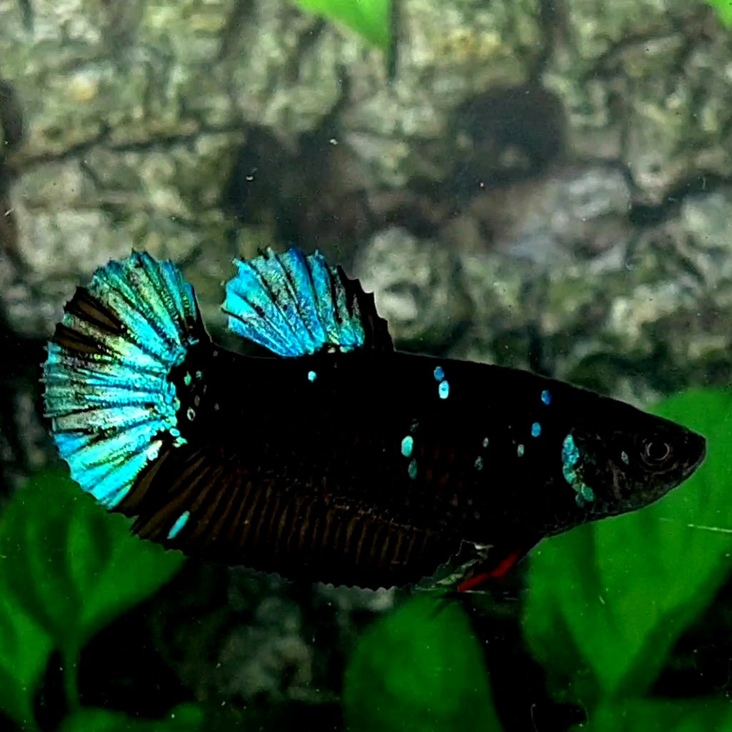 Black Star Avatar HMPK Female For Sorority / Breed