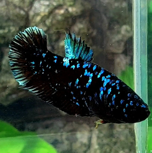 Black Star Nebula HMPK Female For Sorority / Breed