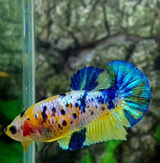 Blue Yellow Galaxy Koi HMPK Female For Sorority / Breed