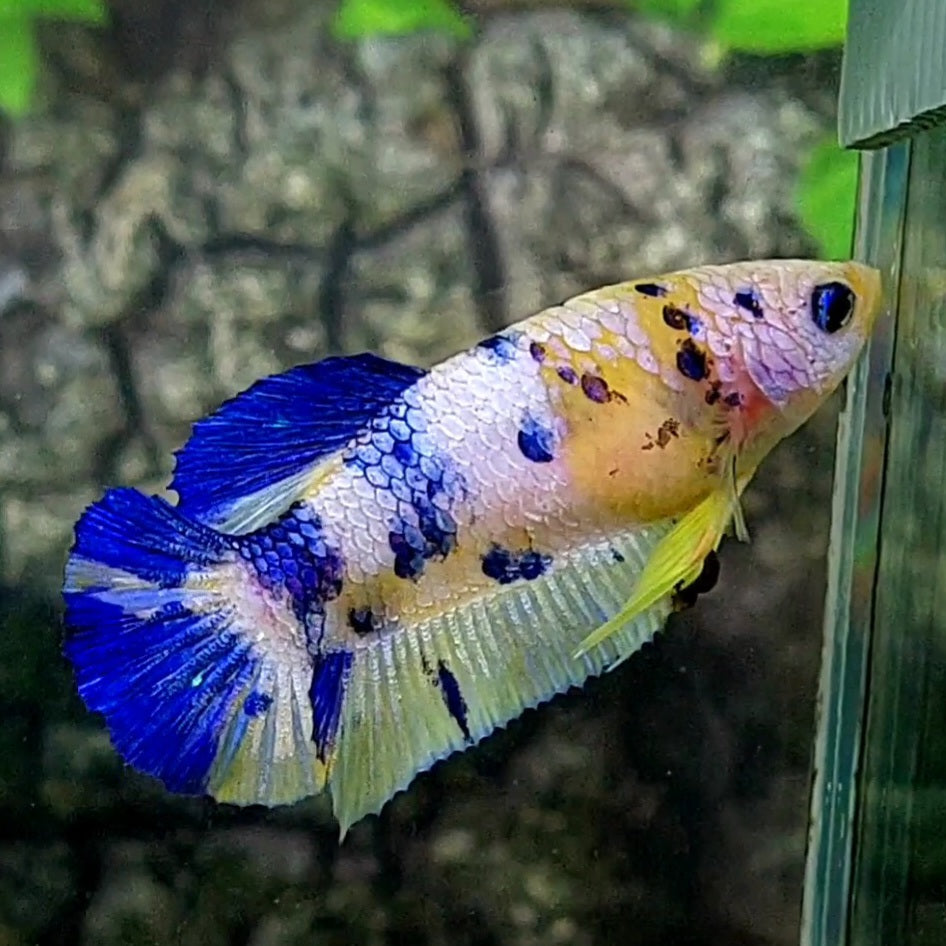 Blue Yellow Galaxy Koi HMPK Female For Sorority / Breed