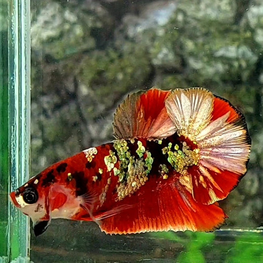 Red Copper Tiger Gold Galaxy Over HMPK Male