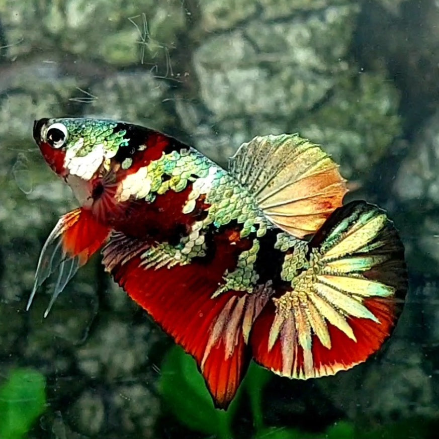 Koi Copper Gold Galaxy HMPK Male