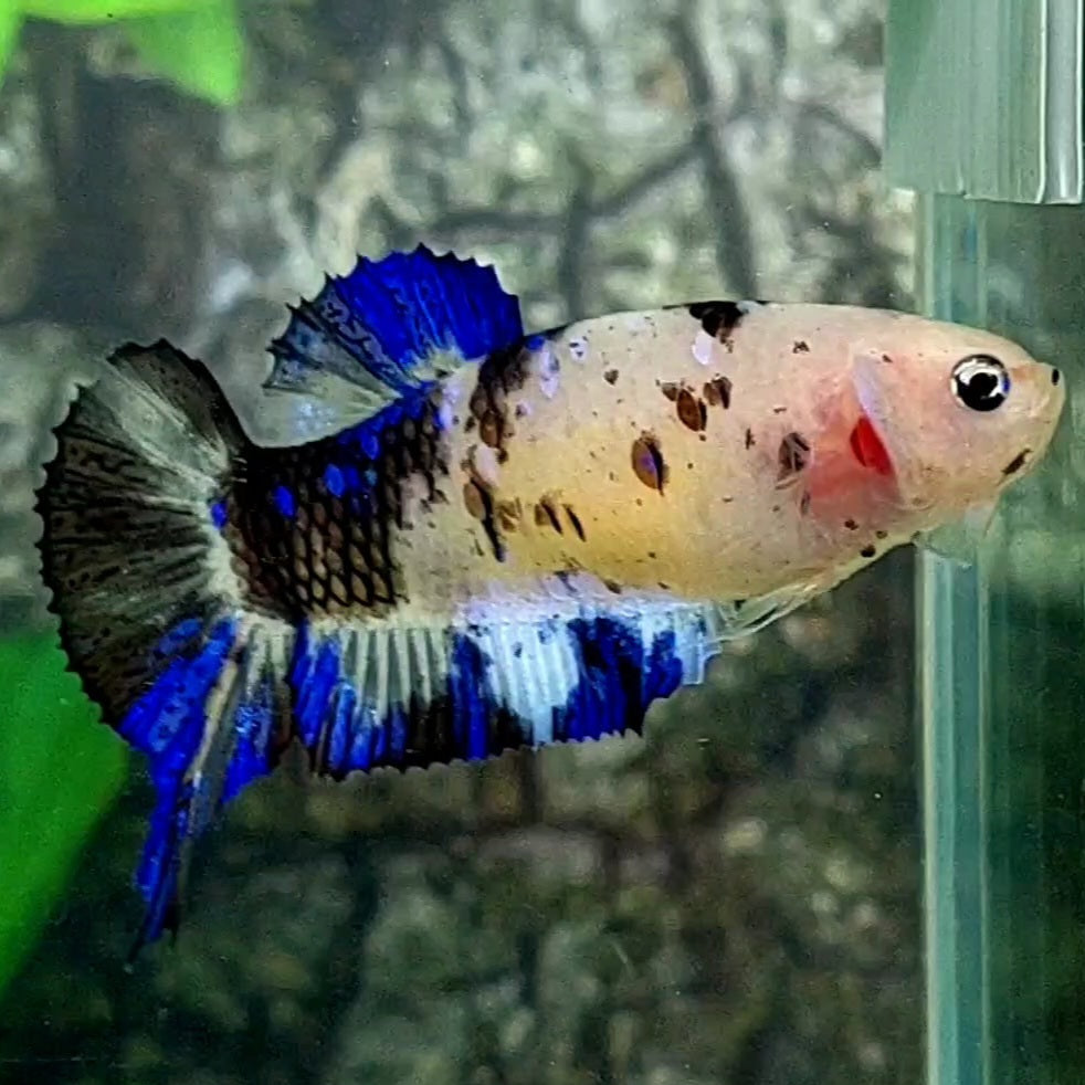 RARE Blue Black Koi Saber Tail HMPK Female For Sorority / Breed