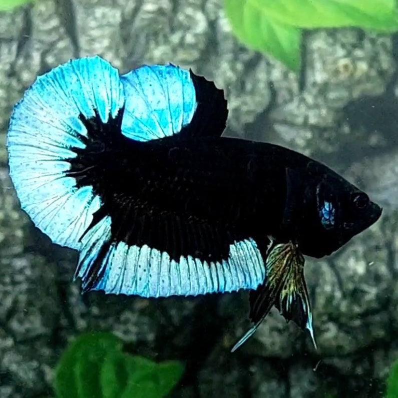 Steel Blue Black Light Butterfly HMPK Male