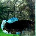 Steel Blue Black Light HMPK Female For Sorority / Breed