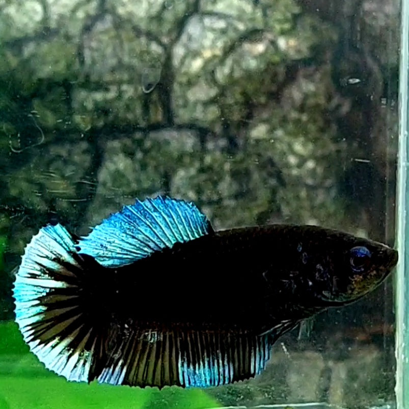 Steel Blue Black Light HMPK Female For Sorority / Breed