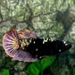 Black Star Copper Purple Gold HMPK Female For Sorority Tank/Breed