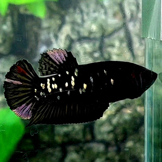 Black Star Copper Purple HMPK Female For Sorority Tank/Breed