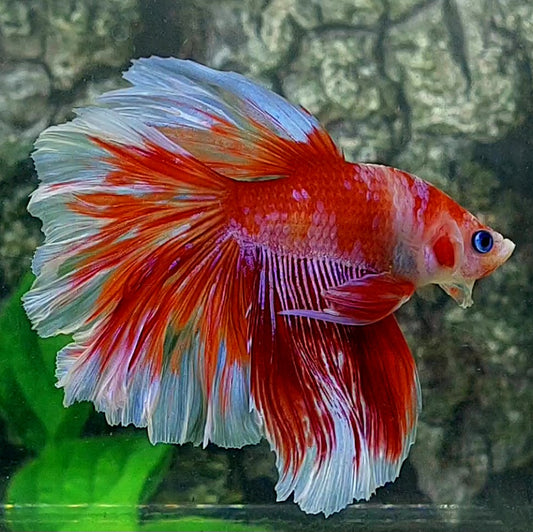 Red Koi Butterfly Halfmoon Male