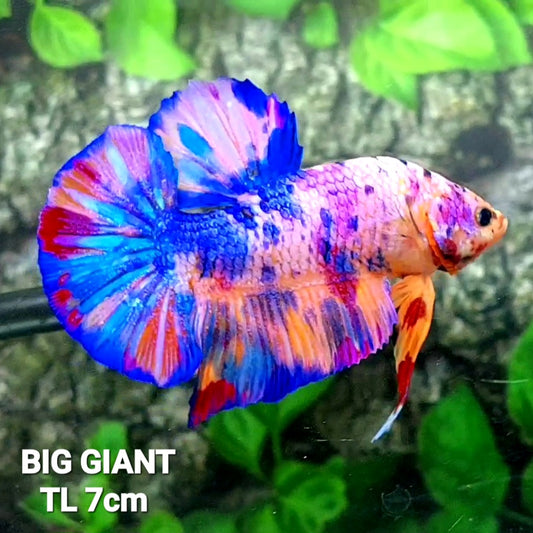 Multicolor Purple Pink Candy GIANT HMPK Male