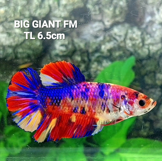 Multicolor Candy GIANT HMPK Female