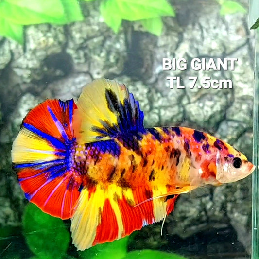 Multicolor Yellowbase Tiger Galaxy GIANT HMPK Male