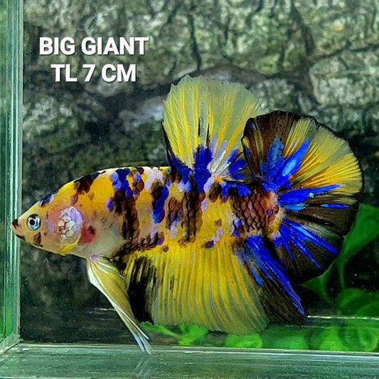 Yellow Tiger Blue Galaxy GIANT HMPK Male