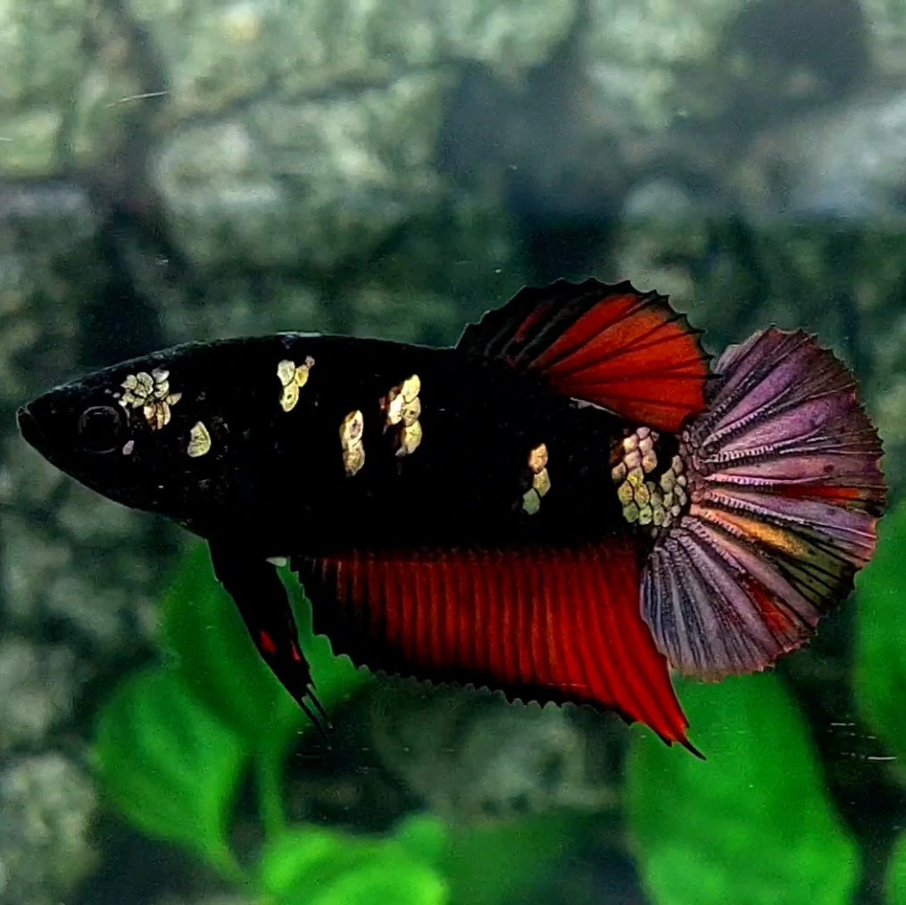 Black Star Vampire Copper Purple Gold HMPK Female For Sorority Tank/Breed