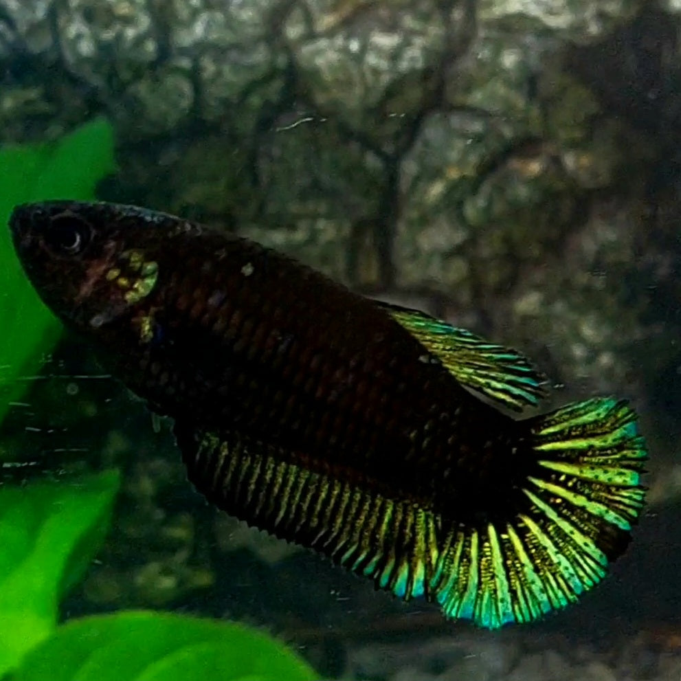 Green Black Light HMPK Female For Sorority / Breed