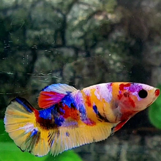 Yellowbase Red Lips Multicolor Candy Galaxy HMPK Female For Sorority / Breed