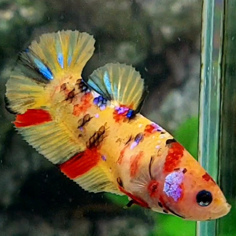 Yellowbase Multicolor Galaxy HMPK Female For Sorority / Breed