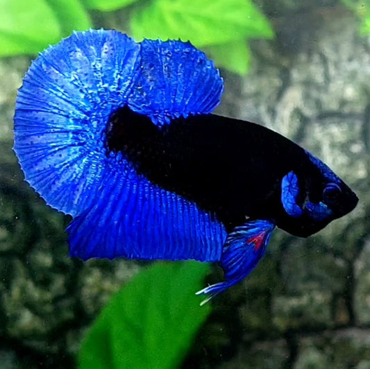 Blue Black Light HMPK Male