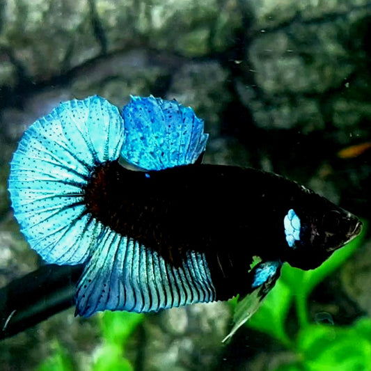 Steel Blue Black Light HMPK Male